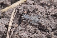 Eumodicogryllus bordigalensis