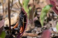 Omocestus rufipes