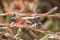 Omocestus rufipes
