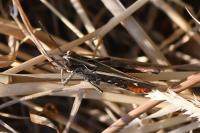 Omocestus rufipes