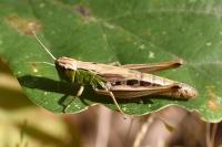 Pseudochorthippus parallelus