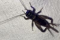 Eumodicogryllus bordigalensis