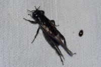 Eumodicogryllus bordigalensis