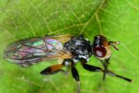 Thecophora atra