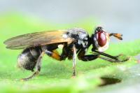 Thecophora atra