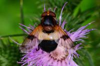 Volucella pellucens