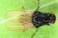 Minettia longipennis