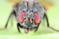 Minettia longipennis