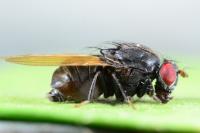 Minettia longipennis