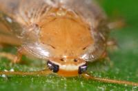 Planuncus vinzi