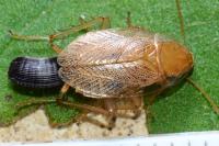 Planuncus vinzi