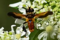 Trichopoda pictipennis