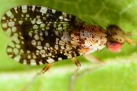 Trypetoptera punctulata