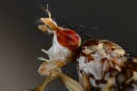 Trypetoptera punctulata