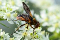 Ectophasia crassipennis