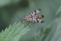 Panorpa vulgaris
