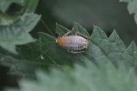 Planuncus vinzi