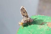 Callopistromyia annulipes