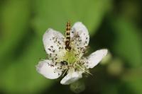 Sphaerophoria scripta