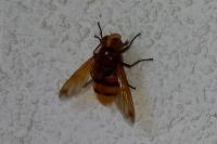 Volucella zonaria