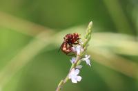 Sicus ferrugineus