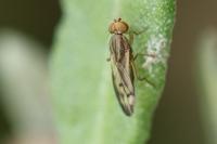 Opomyza germinationis
