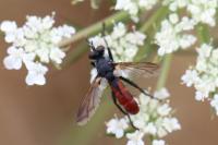 Cylindromyia bicolor