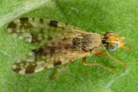 Campiglossa bidentis