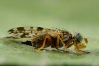 Campiglossa bidentis