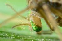 Psectrotanypus varius