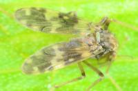 Psectrotanypus varius