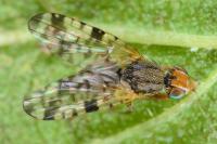 Campiglossa bidentis