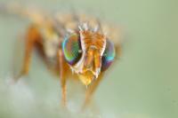 Campiglossa bidentis