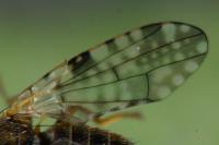 Campiglossa bidentis