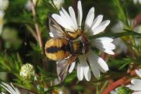 Ectophasia crassipennis