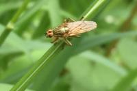 Scathophaga