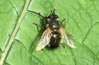 Tachina lurida