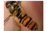 Episyrphus balteatus