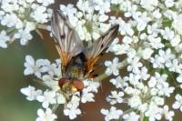 Ectophasia crassipennis
