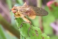 Scathophaga stercoraria