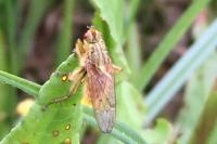 Scathophaga stercoraria
