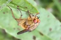 Scathophaga stercoraria