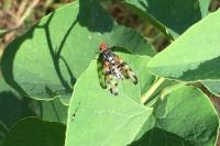 Otites porcus