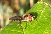Episyrphus balteatus