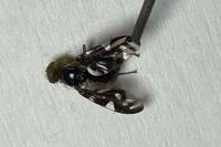 Euleia heraclei
