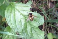 Helophilus pendulus