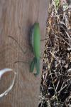 Mantis religiosa