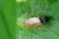 Planuncus vinzi