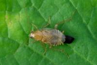 Planuncus vinzi
