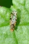 Campiglossa bidentis